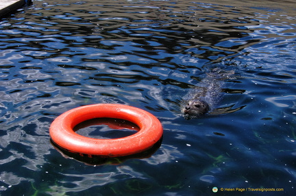 Seals at the seal enclosure